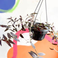 Tahitian Bridal Veil - Tradescantia geniculata 'Jose Puig' - Welsh Grown - Sprouts of Bristol