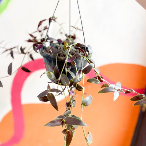 Tahitian Bridal Veil - Tradescantia geniculata 'Jose Puig' - Welsh Grown - Sprouts of Bristol