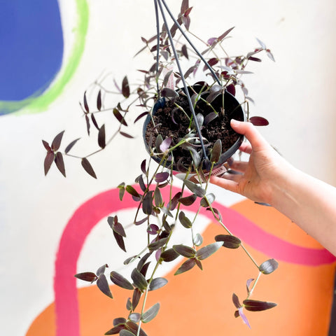 Tahitian Bridal Veil - Tradescantia geniculata 'Jose Puig' - Welsh Grown - Sprouts of Bristol