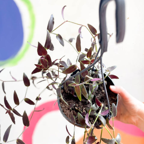Tahitian Bridal Veil - Tradescantia geniculata 'Jose Puig' - Welsh Grown - Sprouts of Bristol