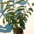 Tamarindus indica - Tamarind Tree - Sprouts of Bristol