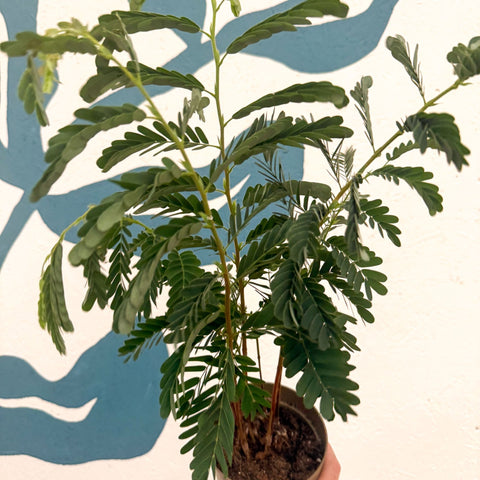 Tamarindus indica - Tamarind Tree - Sprouts of Bristol