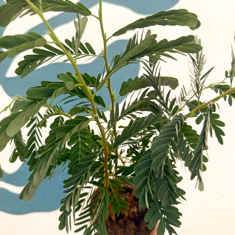 Tamarindus indica - Tamarind Tree - Sprouts of Bristol