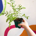 Tansy - Tanacetum vulgare - Cotswold Grown Perennial - Sprouts of Bristol