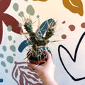Tephrocactus strobiliformis – Pine Cone Cactus - Sprouts of Bristol