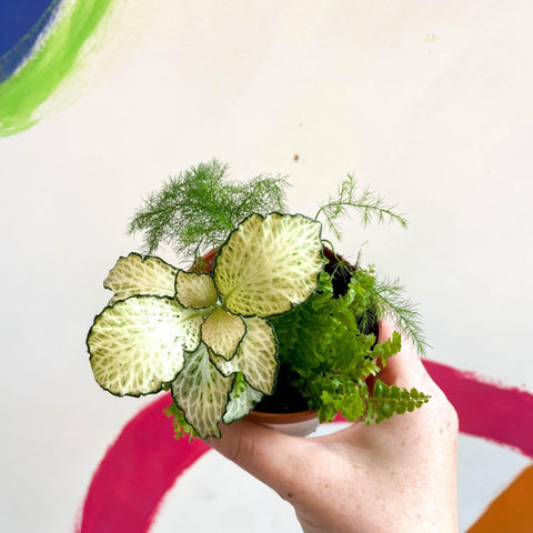 Terrarium Plant Mixed Bundle – 3 Rooted Cuttings in a 6cm Pot - Sprouts of Bristol