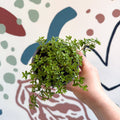Thymus citriodorus 'Aureus' - Thyme - British Grown Culinary Herbs - Sprouts of Bristol