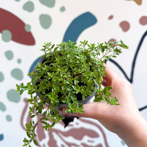 Thymus citriodorus 'Aureus' - Thyme - British Grown Culinary Herbs - Sprouts of Bristol