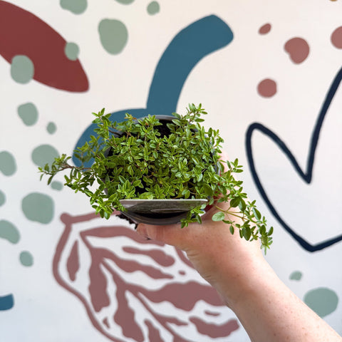 Thymus citriodorus 'Aureus' - Thyme - British Grown Culinary Herbs - Sprouts of Bristol