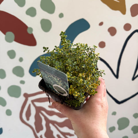 Thymus citriodorus 'Doone Valley' - Thyme - British Grown Culinary Herbs - Sprouts of Bristol