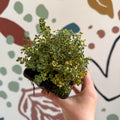 Thymus citriodorus 'Doone Valley' - Thyme - British Grown Culinary Herbs - Sprouts of Bristol