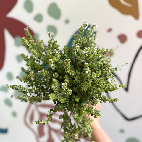 Thymus citriodorus 'Silver Queen' - Lemon Thyme - Sprouts of Bristol