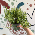 Thymus citriodorus 'Silver Queen' - Lemon Thyme - Sprouts of Bristol