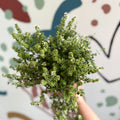 Thymus citriodorus 'Silver Queen' - Lemon Thyme - Sprouts of Bristol