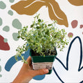 Thymus citriodorus 'Silver Queen' - Lemon Thyme - Sprouts of Bristol