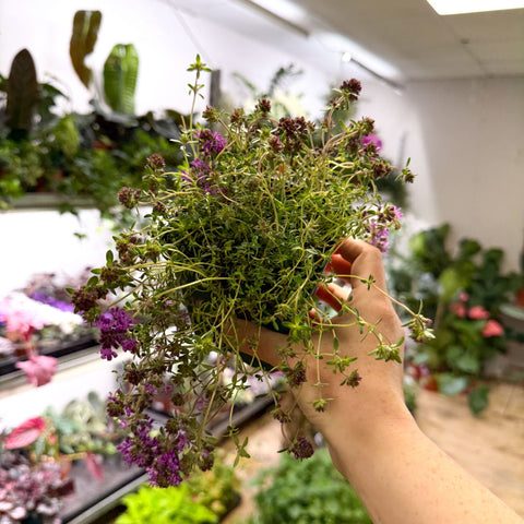 Thymus serpyllum 'Coccineus' - Red Creeping Thyme - British Grown Culinary Herbs - Sprouts of Bristol