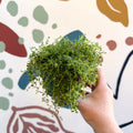 Thymus serpyllum ‘Snowdrift’ - Cotswolds Grown Culinary Herbs - Sprouts of Bristol