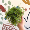 Thymus serpyllum ‘Snowdrift’ - Cotswolds Grown Culinary Herbs - Sprouts of Bristol