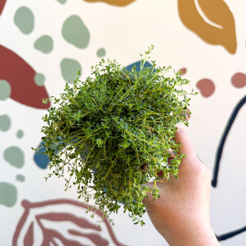 Thymus serpyllum ‘Snowdrift’ - Cotswolds Grown Culinary Herbs - Sprouts of Bristol