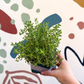 Thymus vulgaris compactus - Cotswolds Grown Culinary Herbs - Sprouts of Bristol