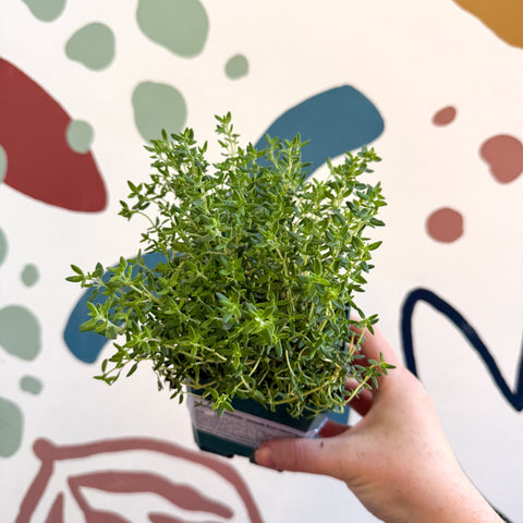 Thymus vulgaris compactus - Cotswolds Grown Culinary Herbs - Sprouts of Bristol
