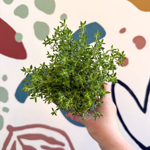 Thymus vulgaris compactus - Cotswolds Grown Culinary Herbs - Sprouts of Bristol