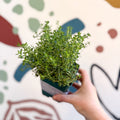 Thymus vulgaris compactus - Cotswolds Grown Culinary Herbs - Sprouts of Bristol