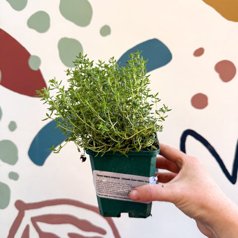 Thymus vulgaris compactus - Cotswolds Grown Culinary Herbs - Sprouts of Bristol
