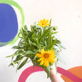 Tickseed - Coreopsis grandiflora 'Single Gold' - British Grown Herbaceous Perennial - Sprouts of Bristol
