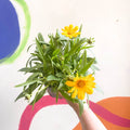 Tickseed - Coreopsis grandiflora 'Single Gold' - British Grown Herbaceous Perennial - Sprouts of Bristol