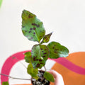 Tinantia pringlei - Welsh Grown - Sprouts of Bristol