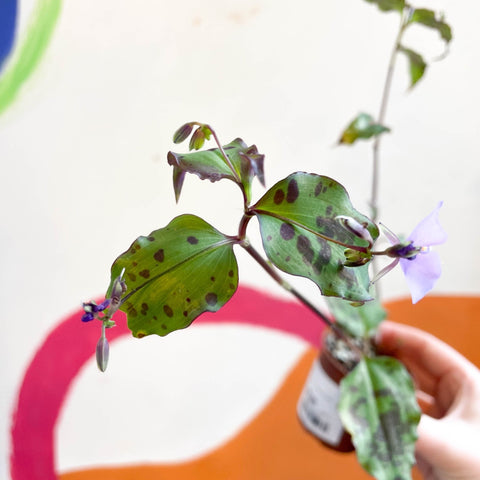 Tinantia pringlei - Welsh Grown - Sprouts of Bristol