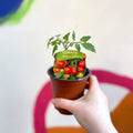 Tomato (Bush) - Solanum lycopersicum 'Cherry Falls' - British Grown - Sprouts of Bristol