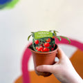 Tomato (Bush) - Solanum lycopersicum 'Tumbling Tom Red' - British Grown - Sprouts of Bristol