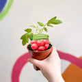 Tomato (Cordon) - Solanum lycopersicum 'Crimson Crush' - British Grown - Sprouts of Bristol