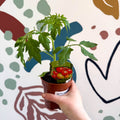 Tomato (Cordon) - Solanum lycopersicum 'Maisey' - British Grown - Sprouts of Bristol