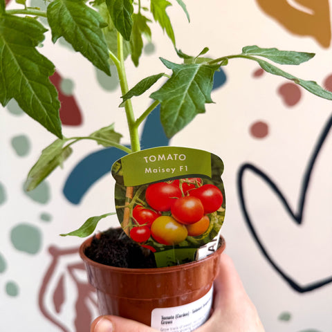 Tomato (Cordon) - Solanum lycopersicum 'Maisey' - British Grown - Sprouts of Bristol