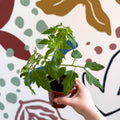 Tomato (Cordon) - Solanum lycopersicum 'Maisey' - British Grown - Sprouts of Bristol