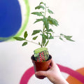 Tomato (Cordon) - Solanum lycopersicum 'Rapunzel' - British Grown - Sprouts of Bristol