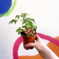Tomato (Cordon) - Solanum lycopersicum 'Sungold SuperSweet' - British Grown - Sprouts of Bristol