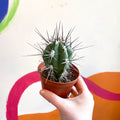 Toothpick Cactus - Stetsonia coryne canarias - Sprouts of Bristol