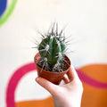 Toothpick Cactus - Stetsonia coryne canarias - Sprouts of Bristol