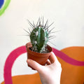 Toothpick Cactus - Stetsonia coryne canarias - Sprouts of Bristol