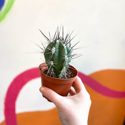 Toothpick Cactus - Stetsonia coryne canarias - Sprouts of Bristol