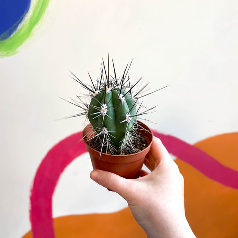 Toothpick Cactus - Stetsonia coryne canarias - Sprouts of Bristol