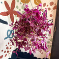 Tradescantia fluminensis ‘Pink Paradise’ - Sprouts of Bristol