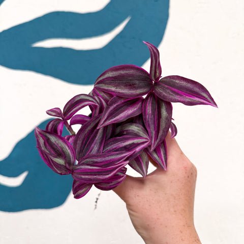 Tradescantia fluminensis ‘Pink Paradise’ - Sprouts of Bristol