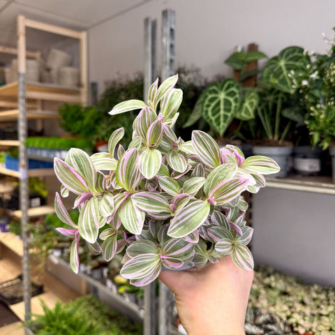 Tradescantia fluminensis ‘Rosa Sunrise’ – Pink Variegated Inch Plant - Sprouts of Bristol