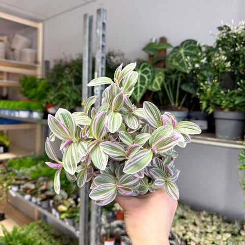 Tradescantia fluminensis ‘Rosa Sunrise’ – Pink Variegated Inch Plant - Sprouts of Bristol