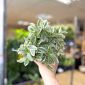 Tradescantia fluminensis ‘White Cobra’ – Inch Plant - Sprouts of Bristol